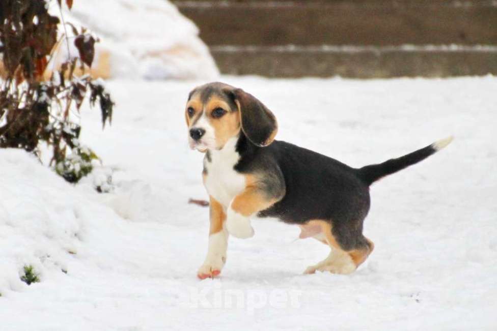 Собаки в Москве: Невероятно красивые щенки Мальчик, 50 000 руб. - фото 3