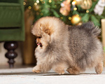 Собаки в Москве: Померанцы медвежьего типа мальчик и девочка  Мальчик, Бесплатно - фото 3