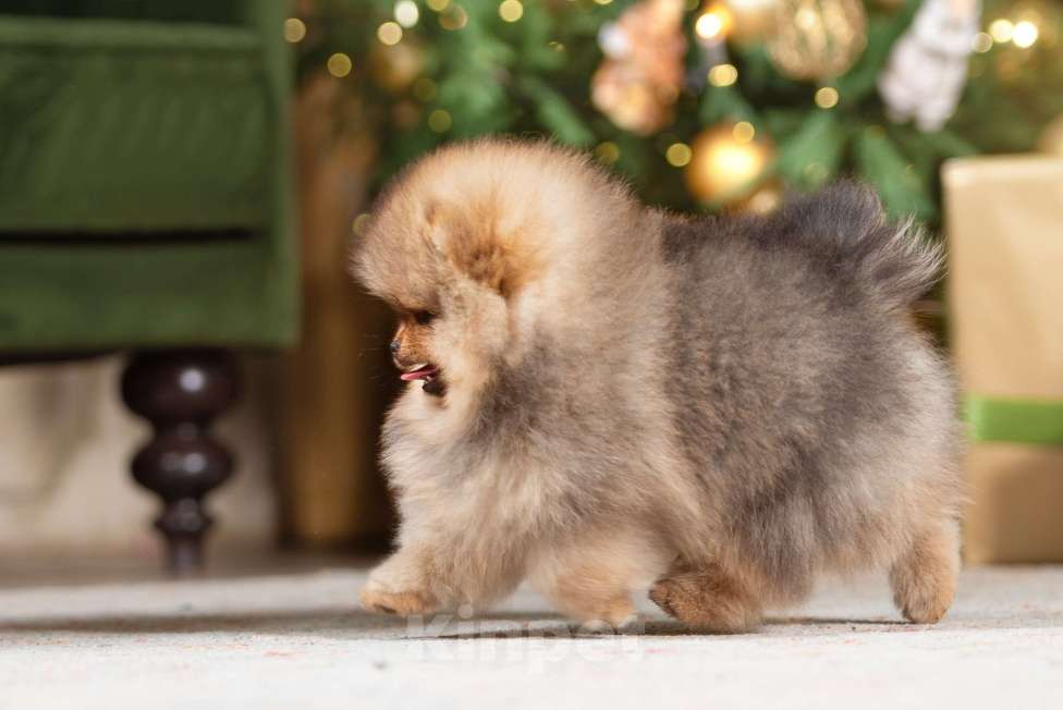 Собаки в Москве: Померанцы медвежьего типа мальчик и девочка  Мальчик, Бесплатно - фото 3