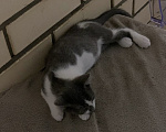 Кошки в Мытищах: Котята в добрые руки Мальчик, Бесплатно - фото 6