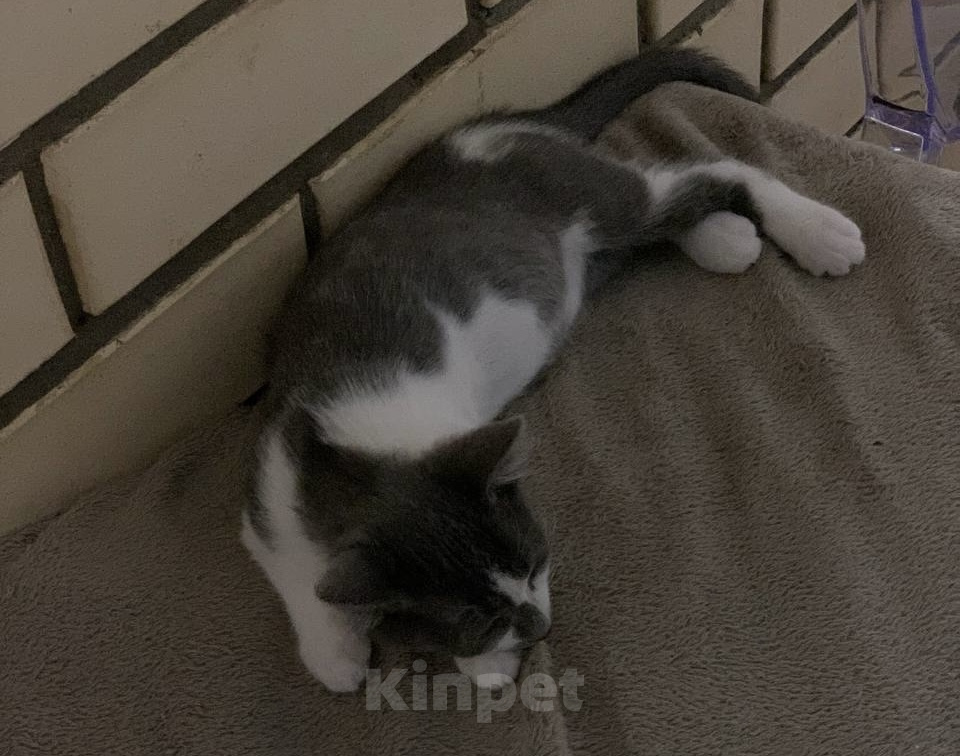 Кошки в Мытищах: Котята в добрые руки Мальчик, Бесплатно - фото 6