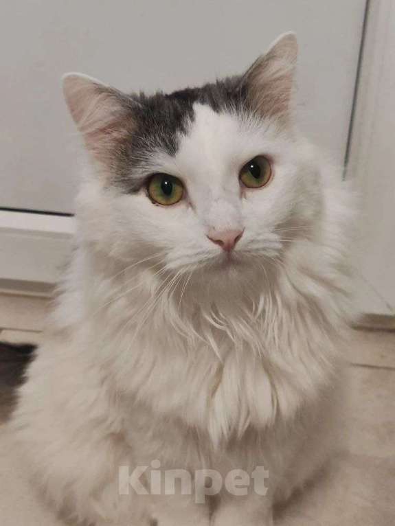 Кошки в Москве: Тискательный пирожок Джери ждет свою семью Мальчик, Бесплатно - фото 1