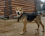 Собаки в Сясьстрое: Розыск. Мальчик, 10 000 руб. - фото 1