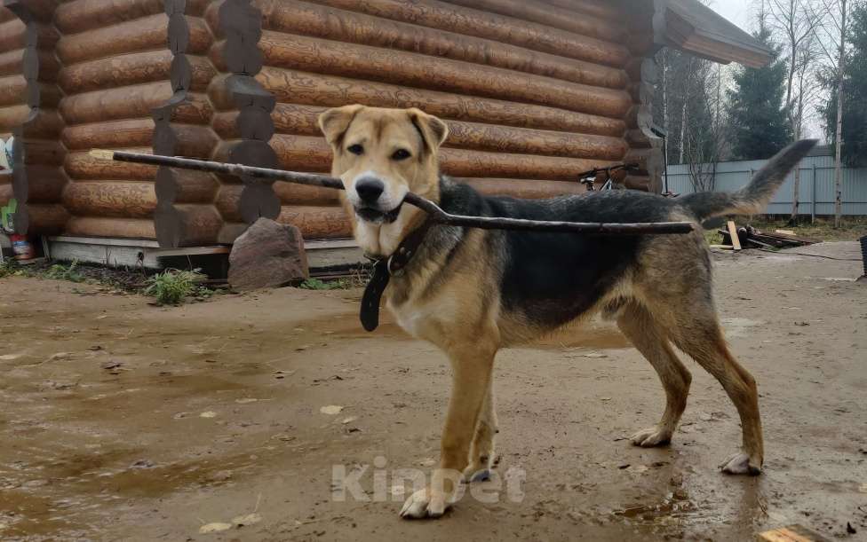 Собаки в Сясьстрое: Розыск. Мальчик, 10 000 руб. - фото 1