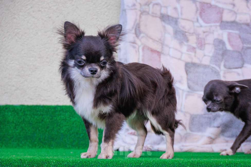 Собаки в Москве: Шикарный красавец Мальчик, 45 000 руб. - фото 5