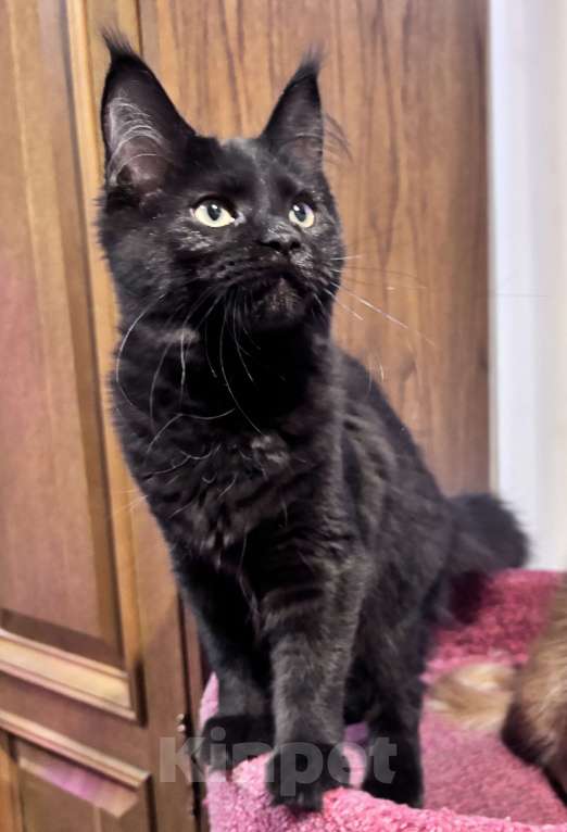 Кошки в Санкт-Петербурге: Необычайно милейшая девочка Девочка, 30 000 руб. - фото 2