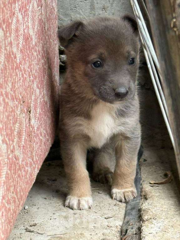 Собаки в других городах Крыма: Отдам 5 щенков в добрые руки Разнополые, Бесплатно - фото 6