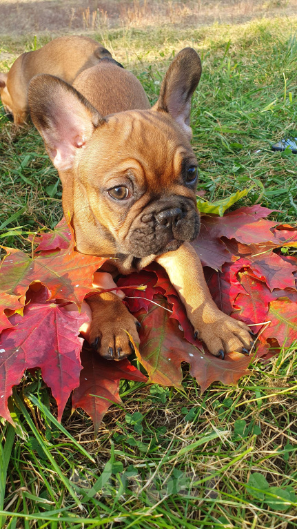 Собаки в Москве: Замечательный мальчик Мальчик, 70 000 руб. - фото 9