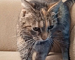 Кошки в Санкт-Петербурге: Кошечка для души Девочка, Бесплатно - фото 4