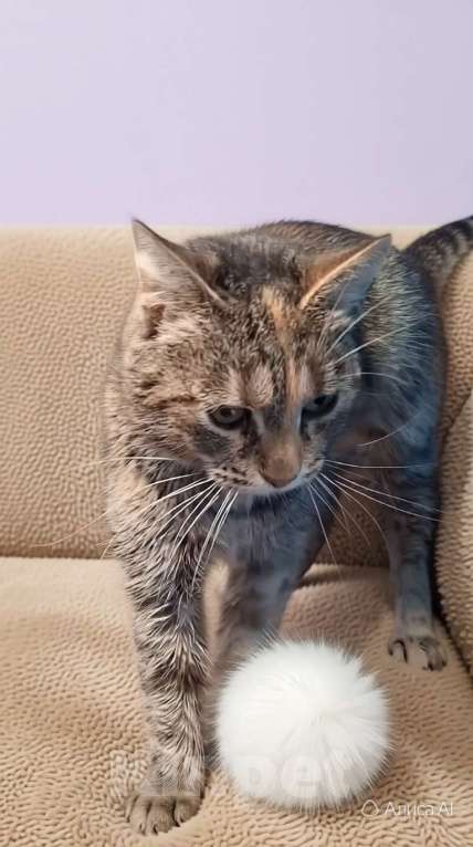 Кошки в Санкт-Петербурге: Кошечка для души Девочка, Бесплатно - фото 4