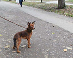 Собаки в Ижевске: Вязка длинношерстный той-терьер, 5 000 руб. - фото 8