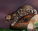 Кошки в Барнауле: Бенгальские котята Девочка, 30 000 руб. - фото 4