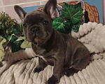Собаки в Москве: Милый щенок французского бульдога. Мальчик, 65 000 руб. - фото 3