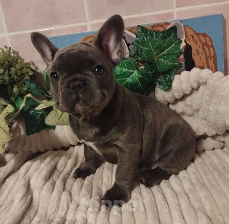 Собаки в Москве: Милый щенок французского бульдога. Мальчик, 65 000 руб. - фото 3