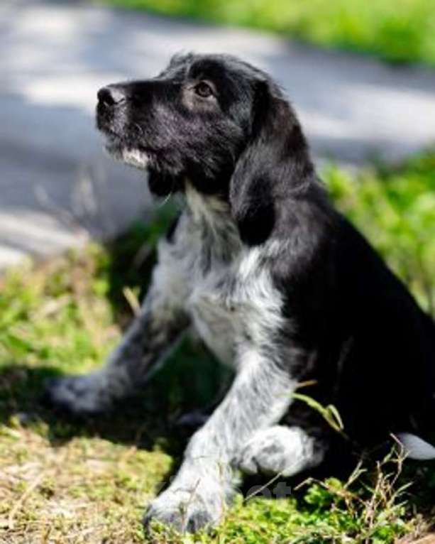 Собаки в Москве: Щеночки ищут дом. Девочка, Бесплатно - фото 3