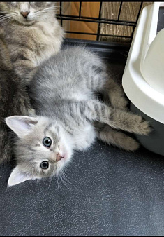 Котёнок девочка в добрые руки