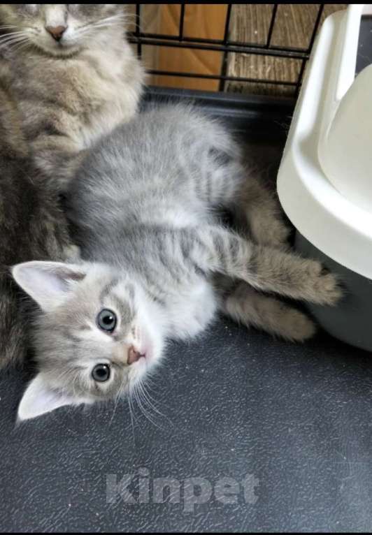 Кошки в Москве: Котёнок девочка в добрые руки Девочка, Бесплатно - фото 1