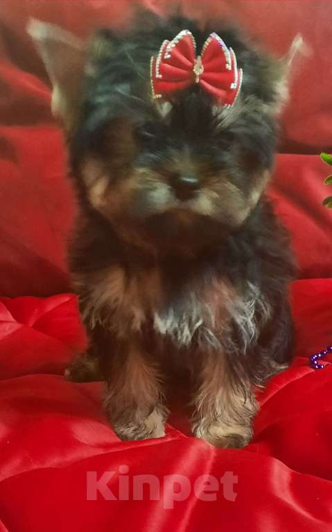 Собаки в Набережных Челнах: Ника,цветной йорк,девочка. Девочка, 45 000 руб. - фото 4