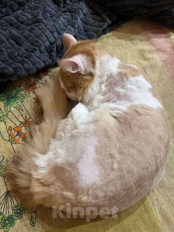 Кошки в Нижнем Тагиле: кот-рыжик Мальчик, Бесплатно - фото 1