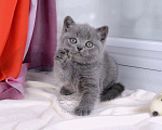 Кошки в Мурином: Британский котик голубого окраса   Мальчик, 30 000 руб. - фото 1