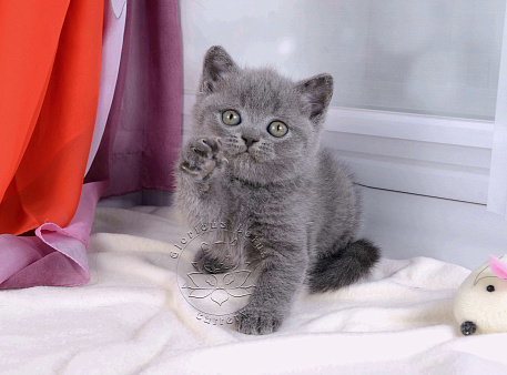 Объявление: Британский котик голубого окраса  , 30 000 руб., Мурино