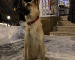 Собаки в Истре: Найдена  Девочка, Бесплатно - фото 2