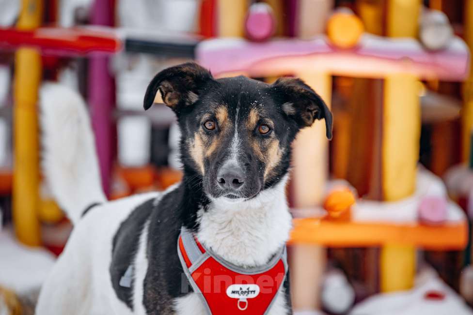 Собаки в других городах Московской области: Солнечный мальчишка ждёт семью в приюте Мальчик, Бесплатно - фото 7