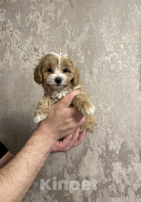 Собаки в Москве: Мальчик мальтипу Мальчик, 40 000 руб. - фото 1