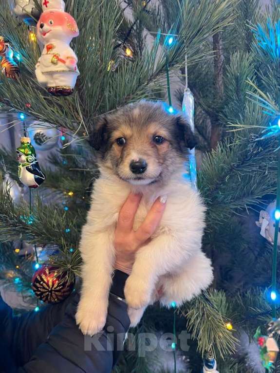 Собаки в Москве: Чудесная малышка Снежа ищет дом. В добрые руки. Девочка, Бесплатно - фото 9