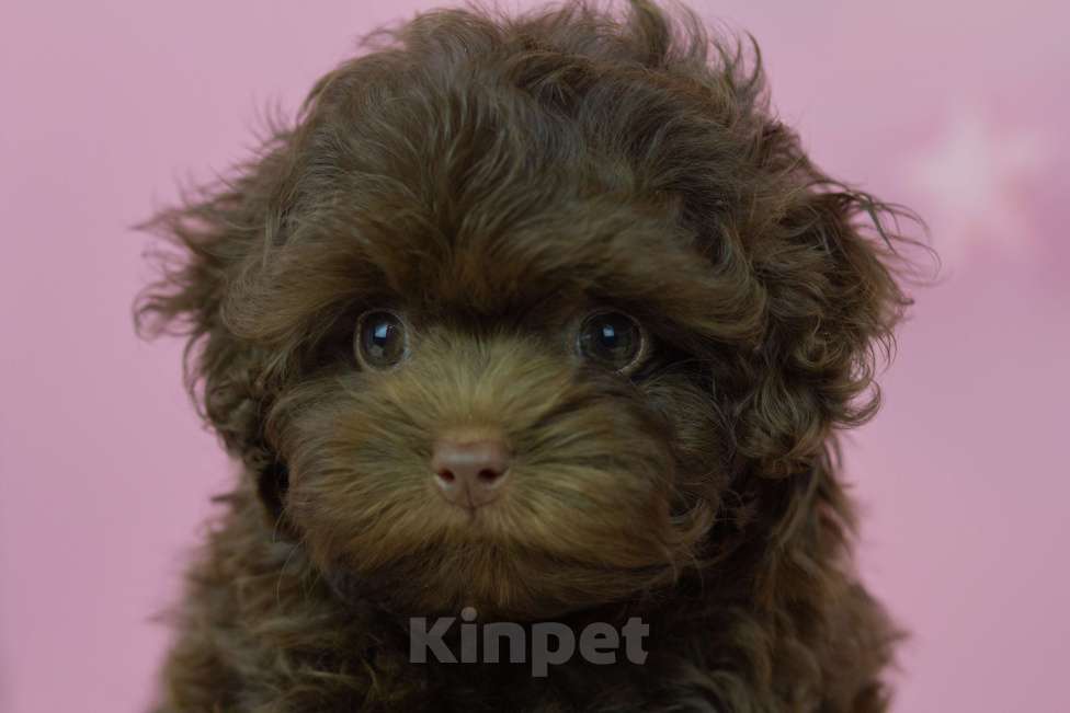 Собаки в Москве: Шоколадная девочка мальтипу Девочка, 200 000 руб. - фото 6