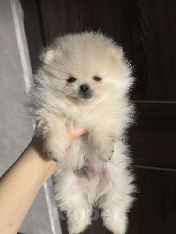 Собаки в Ростове-на-Дону: Щенки померанского шпица Мальчик, 35 000 руб. - фото 1