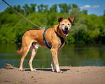 Собаки в Москве: Солнечный лучезарный Рыжик Мальчик, Бесплатно - фото 1