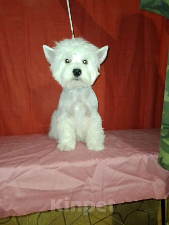 Собаки в Перми: Очаровательные малыши вестики Девочка, 65 000 руб. - фото 5