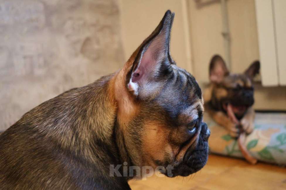 Собаки в Нижнем Новгороде: Французский бульдог Мальчик, Бесплатно - фото 2