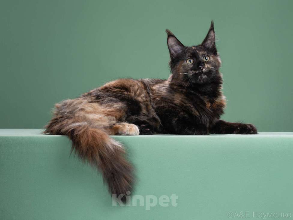 Кошки в Москве: Лапка Девочка, 40 000 руб. - фото 1