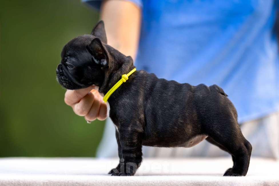 Собаки в Москве: Щенок французского бульдога Девочка, Бесплатно - фото 4