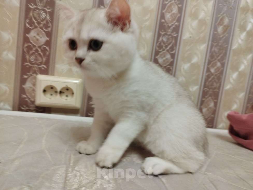 Кошки в Санкт-Петербурге: Трамп Мальчик, 15 000 руб. - фото 2