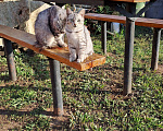 Кошки в Набережных Челнах: Египетская мау Девочка, Бесплатно - фото 6
