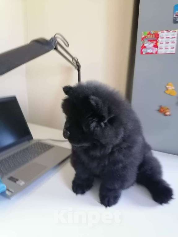 Собаки в Прокопьевске: Продается щенок Чау  Мальчик, 45 000 руб. - фото 2