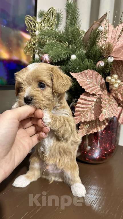 Собаки в других городах Краснодарского края: Мальтипу f1 мини Мальчик, 170 000 руб. - фото 4