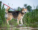 Собаки в Москве: Сияющая красотка Лайза ищет семью! Девочка, Бесплатно - фото 9