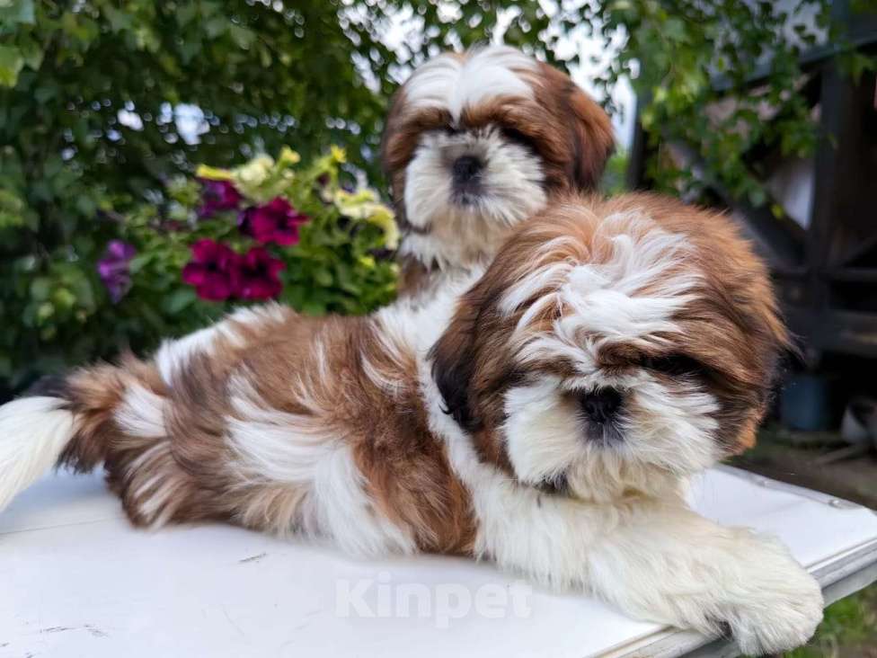 Собаки в Новокузнецке: Кобель ши-тцу Мальчик, 45 000 руб. - фото 1