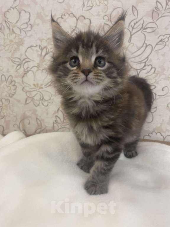 Кошки в Санкт-Петербурге: Котенок Мей-кун Девочка, 18 000 руб. - фото 3