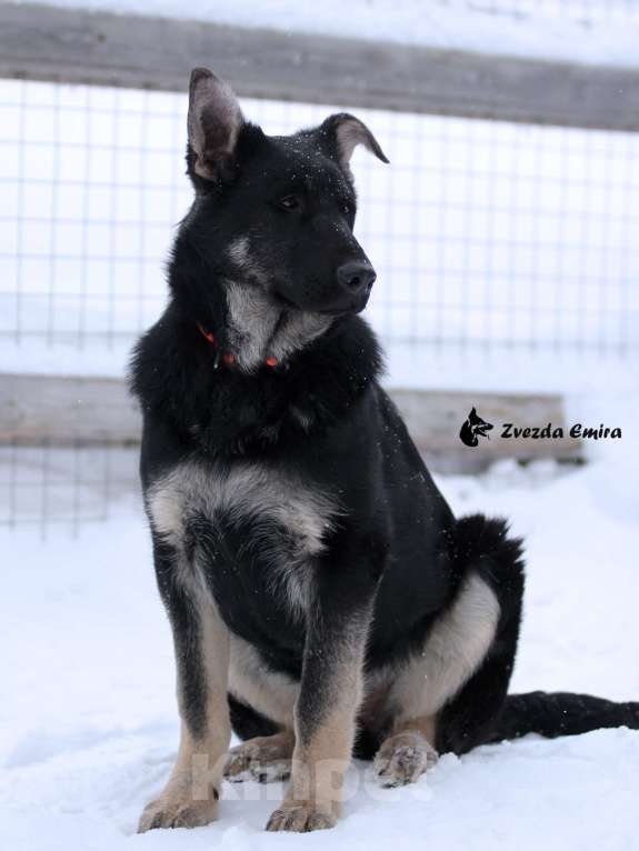 Собаки в Новосибирске: Щенок Восточноевропейской овчарки, девочка (документы РКФ) Девочка, Бесплатно - фото 3