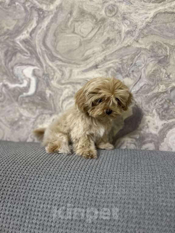 Собаки в Москве: Микро мальчик мальтипу f1 Мальчик, 130 000 руб. - фото 5