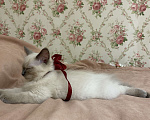 Кошки в Белгороде: Котенок шотландский чистопородный Девочка, Бесплатно - фото 2
