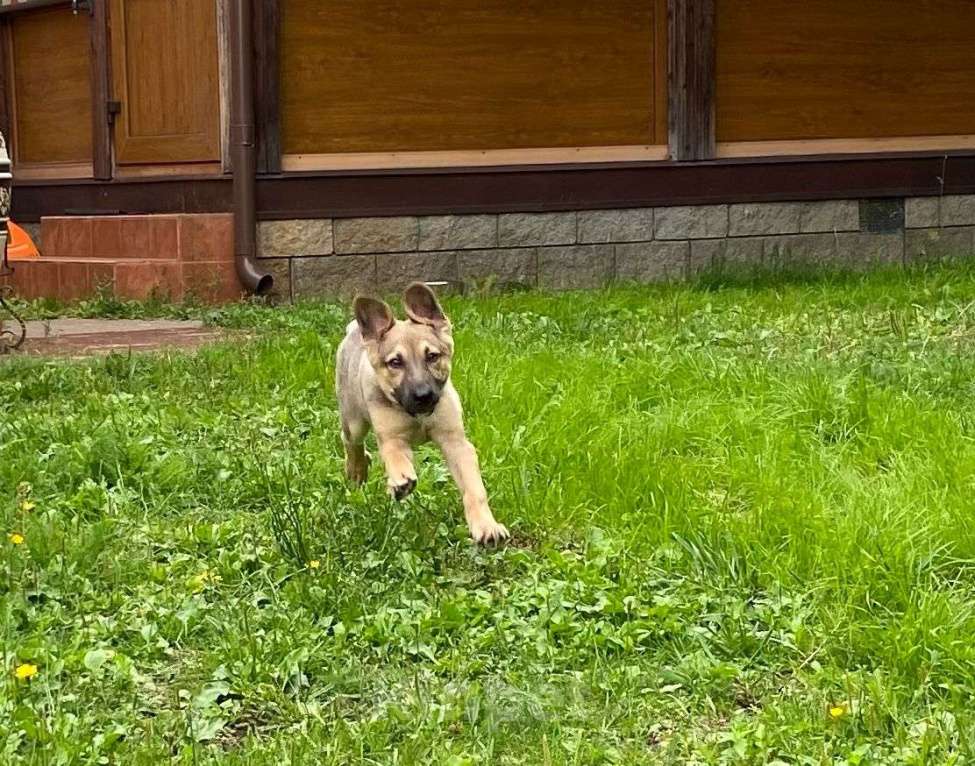 Собаки в Москве: Атос Мальчик, Бесплатно - фото 2