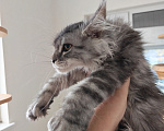 Кошки в Павловском Посаде: Мейн-кун девочка полидакт Девочка, 70 000 руб. - фото 7