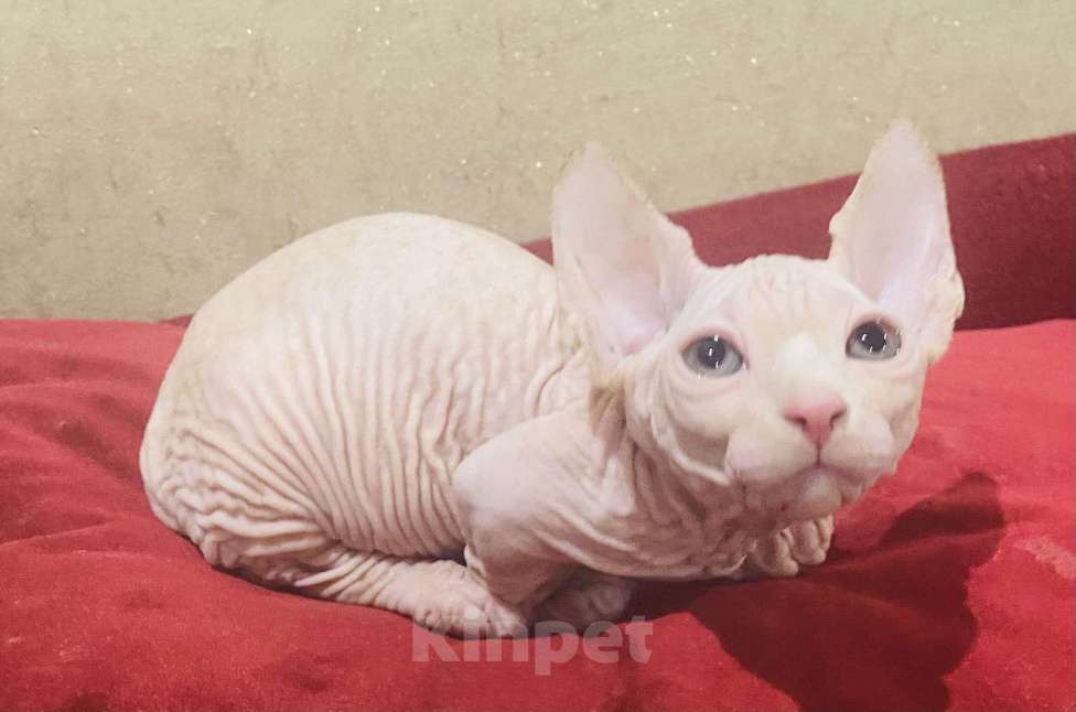 Кошки в Сочи: Бамбино Мальчик, 30 000 руб. - фото 4