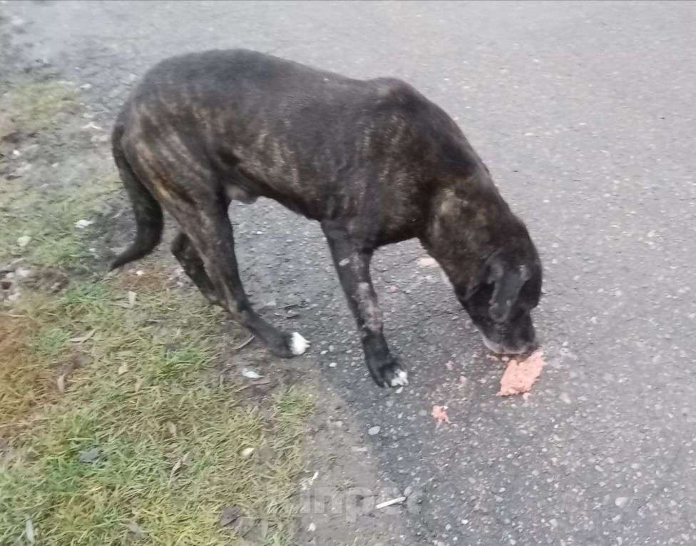 Собаки в Москве: собака (пес) Макс ищет дом Мальчик, Бесплатно - фото 6